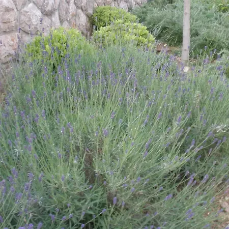 Διαμέρισμα Villamarebaska