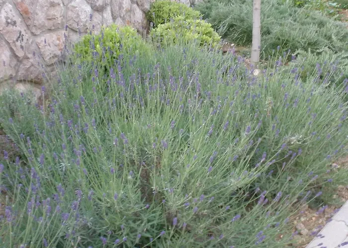 Апартаменты Villamarebaska